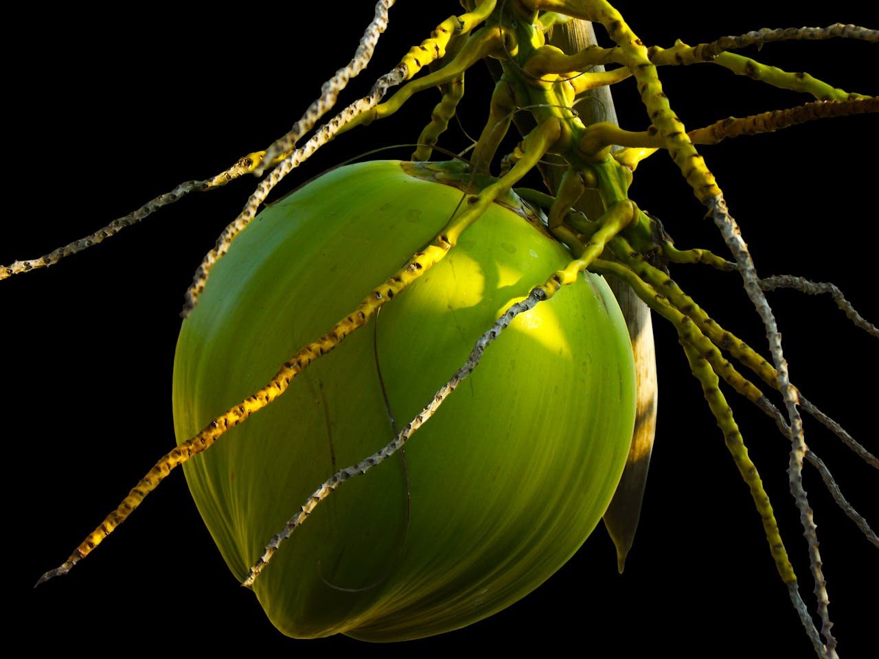 Coconut Coconut Tree Plant 60713